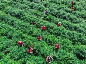 2023年湖南张家界莓茶喜获丰收