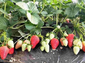 湘西之恋养云酒店招聘信息