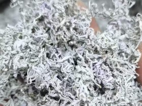 2025张家界特产莓茶新茶预售