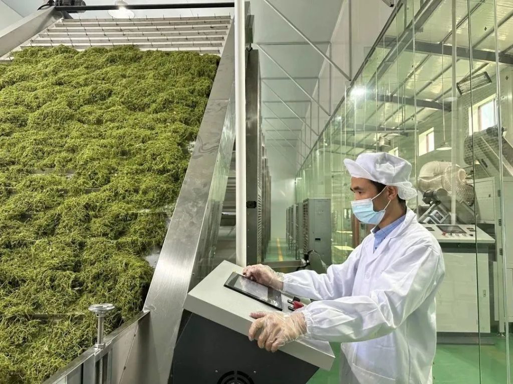 2023年湖南张家界莓茶喜获丰收