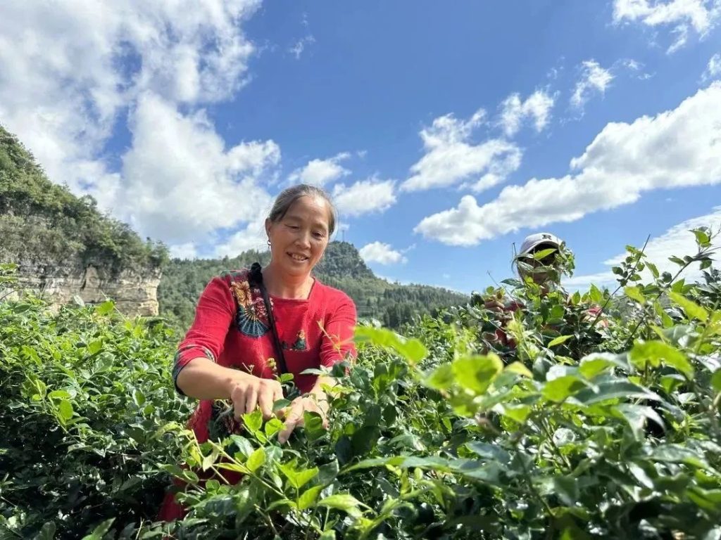 2023年湖南张家界莓茶喜获丰收